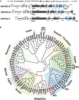 Medicago truncatula PHO2 genes have distinct roles in phosphorus homeostasis and symbiotic nitrogen fixation